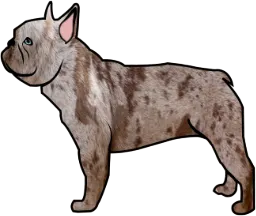 Lilac French Bulldog