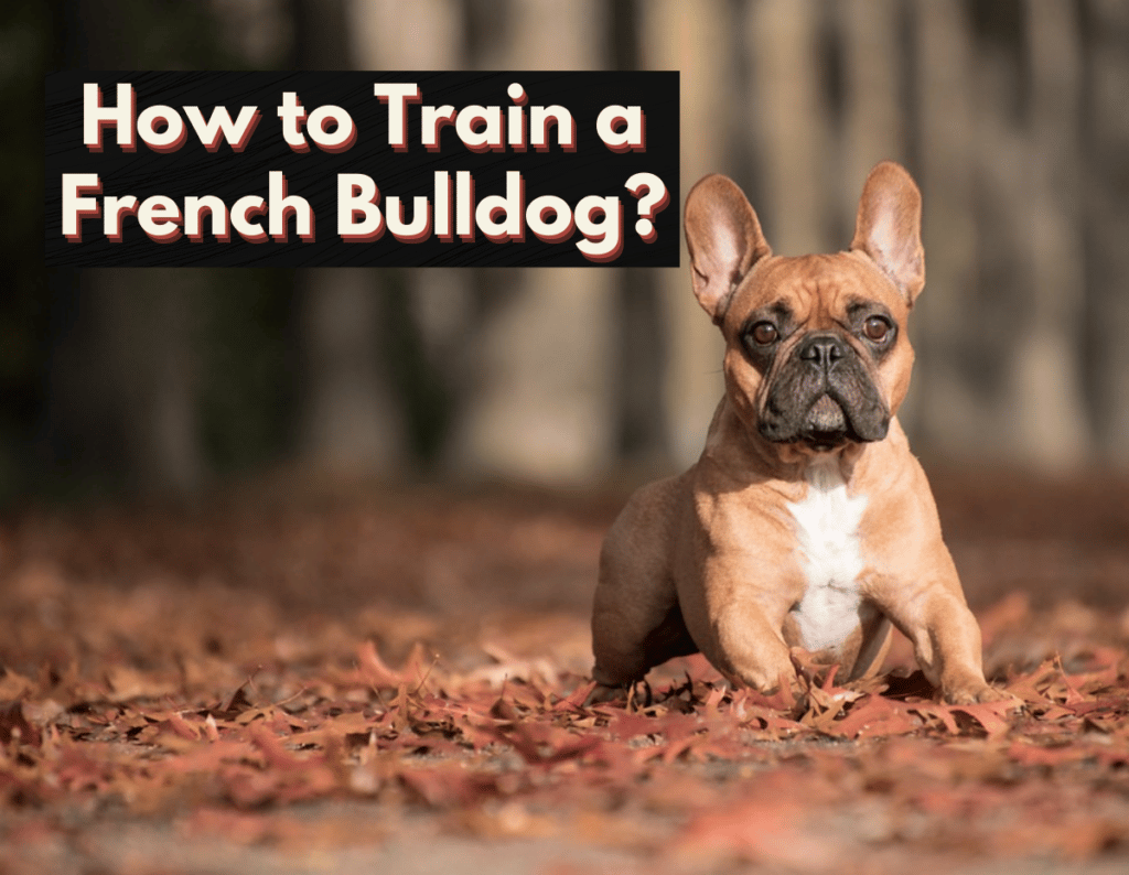 How to Train a French Bulldog?