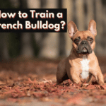 How to Train a French Bulldog?