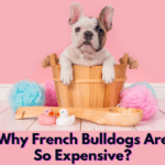 Why French Bulldogs Are So Expensive?