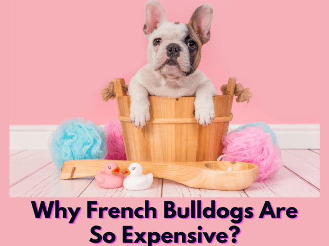 Why French Bulldogs Are So Expensive?