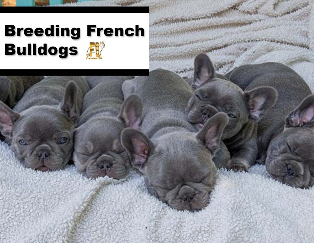 Breeding French Bulldogs