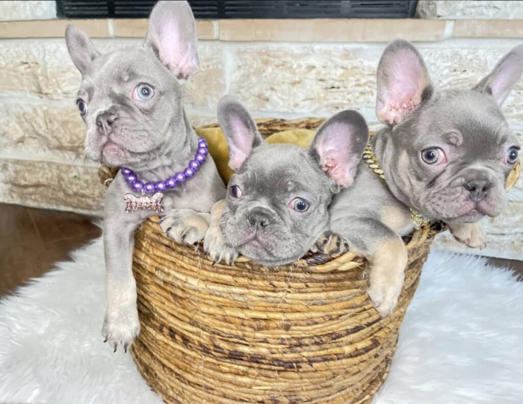 Lilac French Bulldog Puppies Lilac Frenchie Puppies