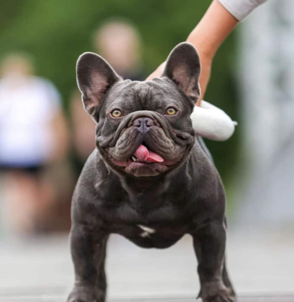 Lilac French Bulldog carrying Testable