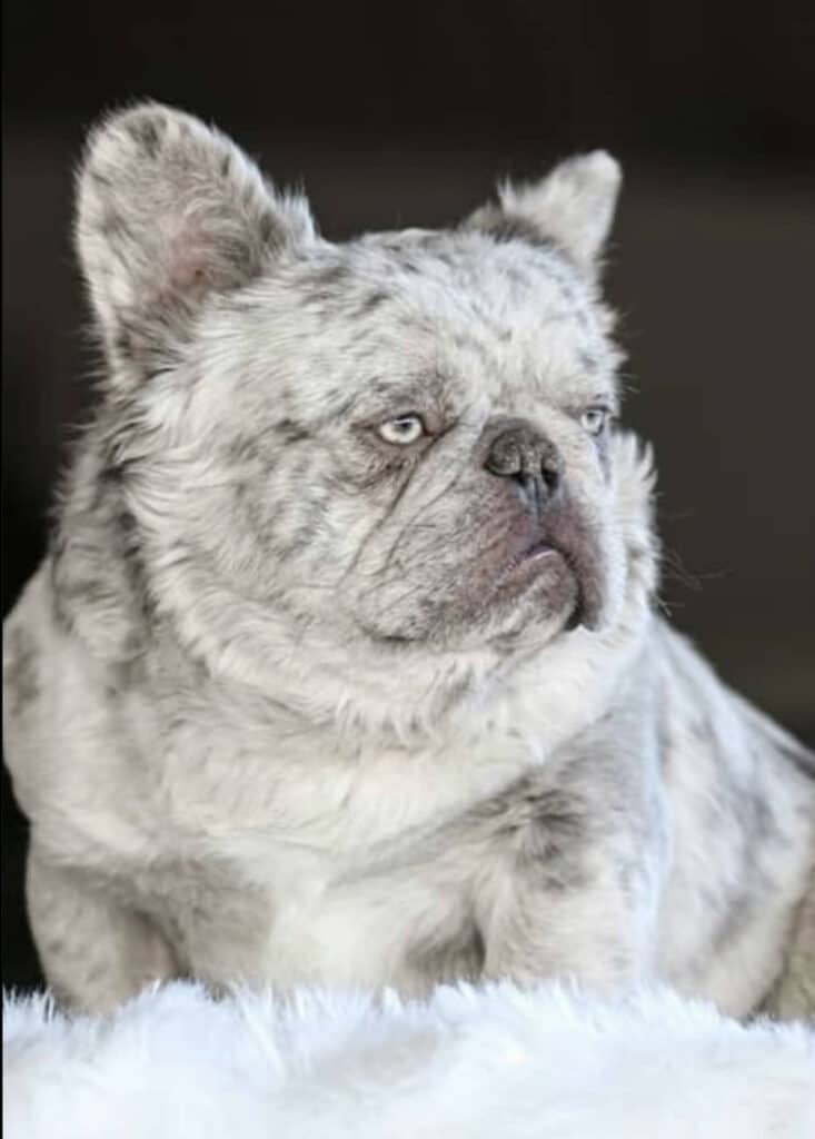 Fluffy French Bulldogs: The Ultimate Guide