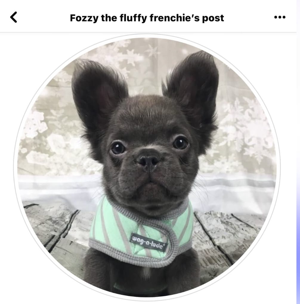 Fozzy the first known fluffy french bulldog