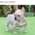 What is a Hairless French Bulldog?