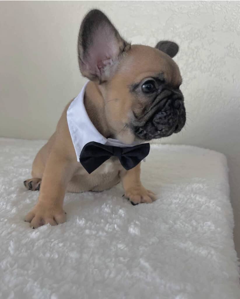 cute fawn frenchie in a tux