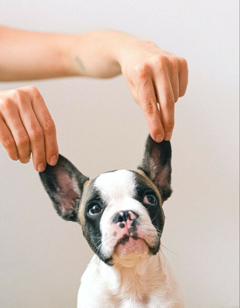 French Bulldog Ears: How to Clean and Fix Floppy Ears!