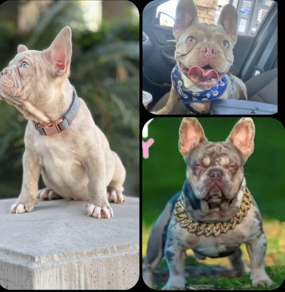 Isabella Merle and Isabella French Bulldogs