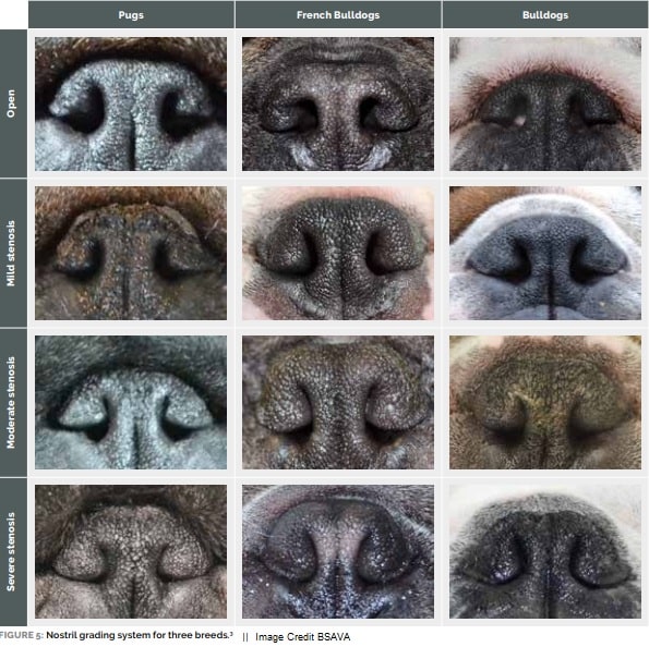 Stenotic Nares image for French Bulldogs and Bulldogs