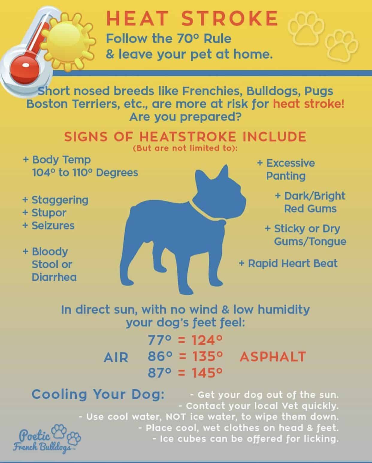 signs of heat stroke in french bulldogs