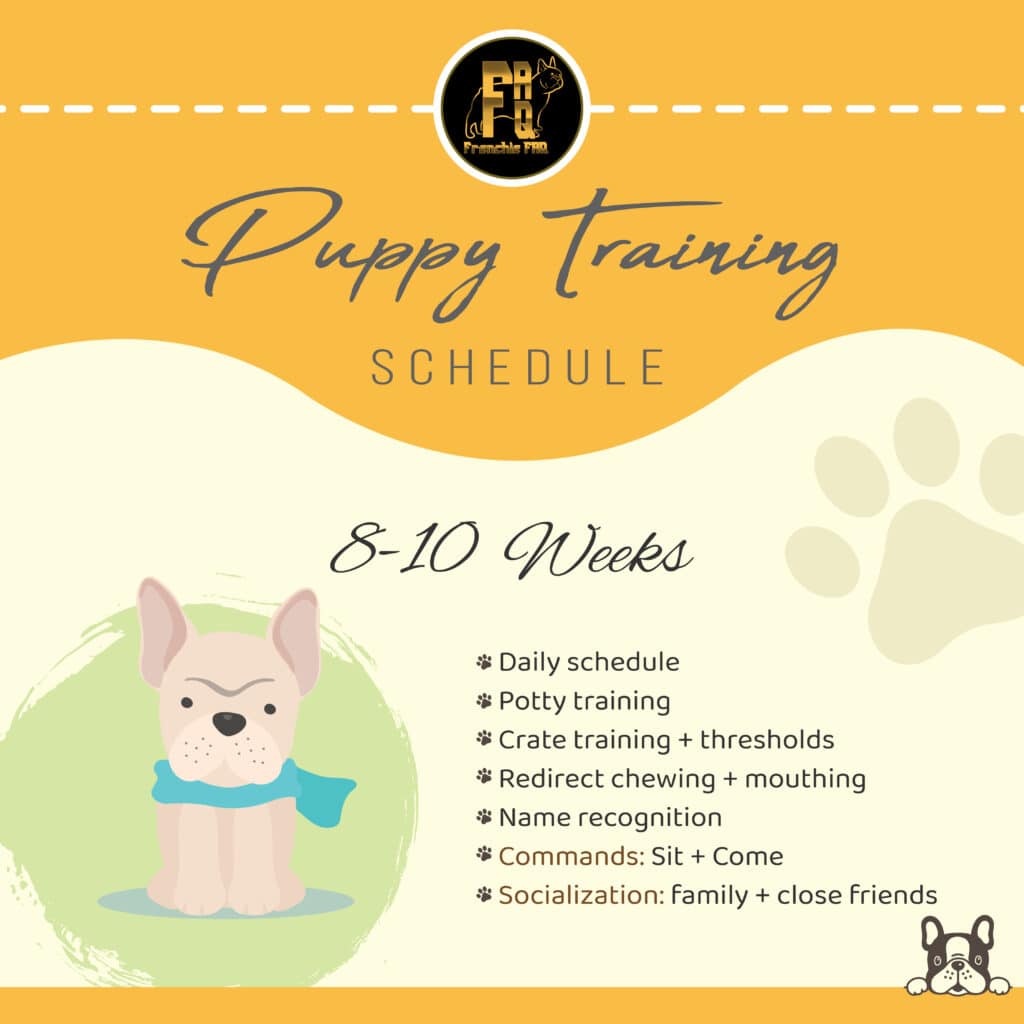 Puppy training schedule 8-10 weeks