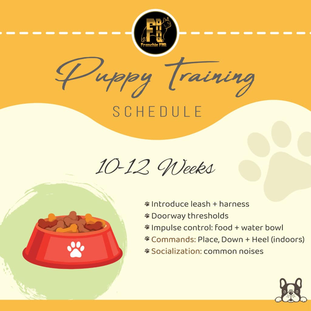 puppy training schedule 10-12 weeks