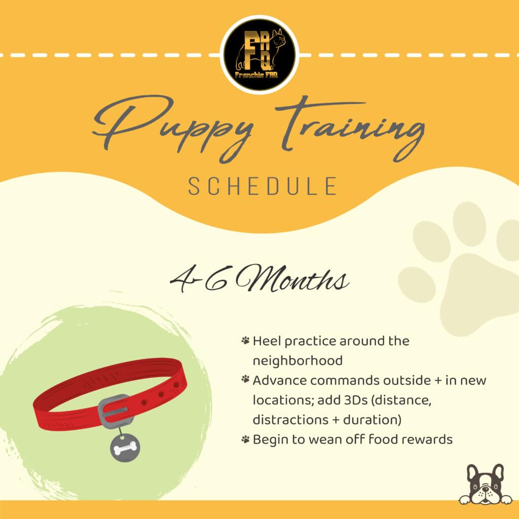 puppy training schedule 4-6 months