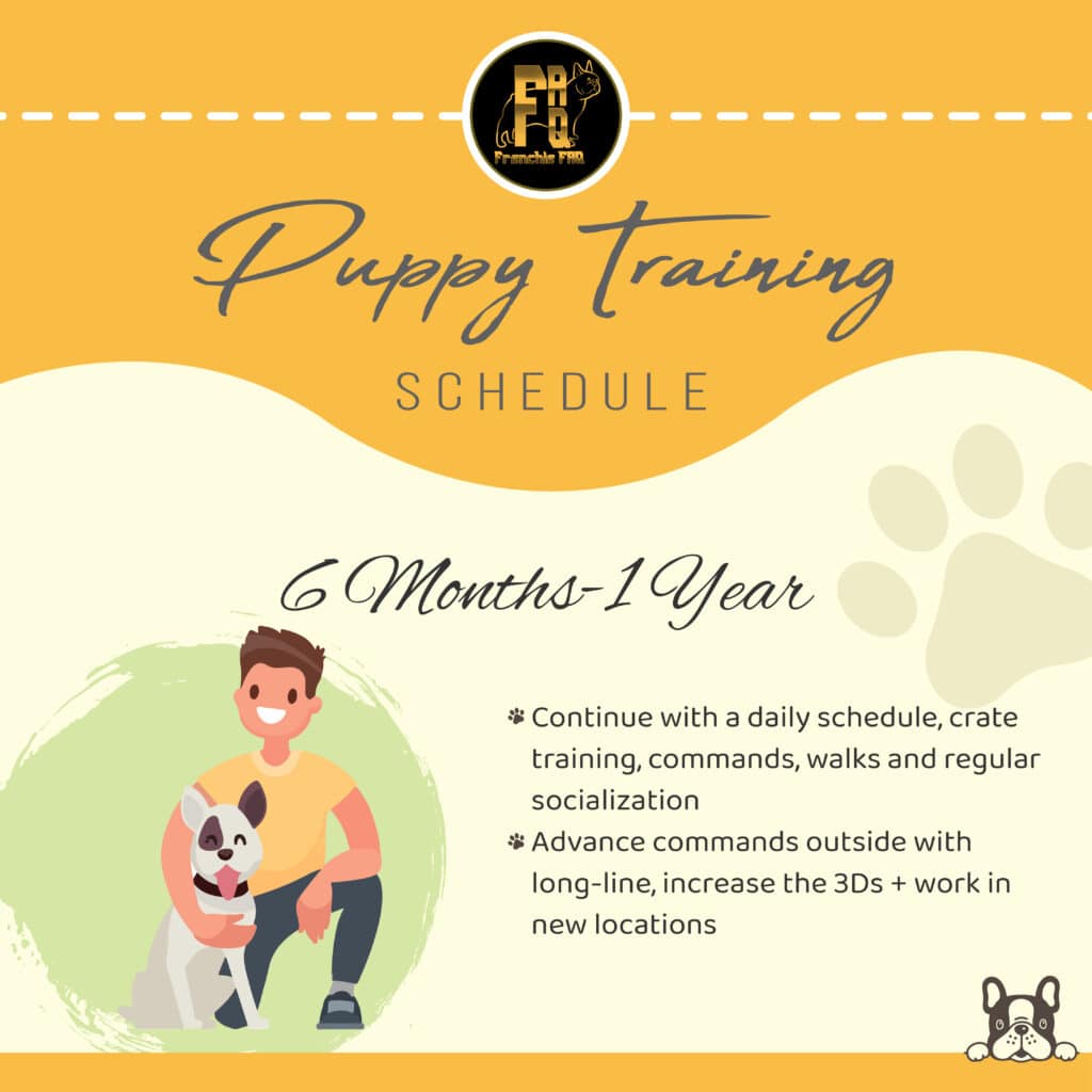 dog training schedule