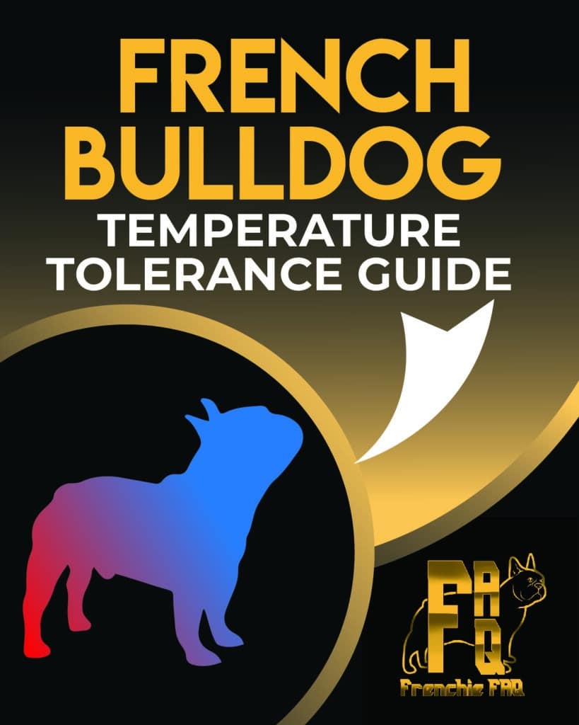 French Bulldog Temperature Tolerance Ultimate Guide 