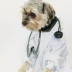 How Often Should You Take Your Dog to the Veterinarian?
