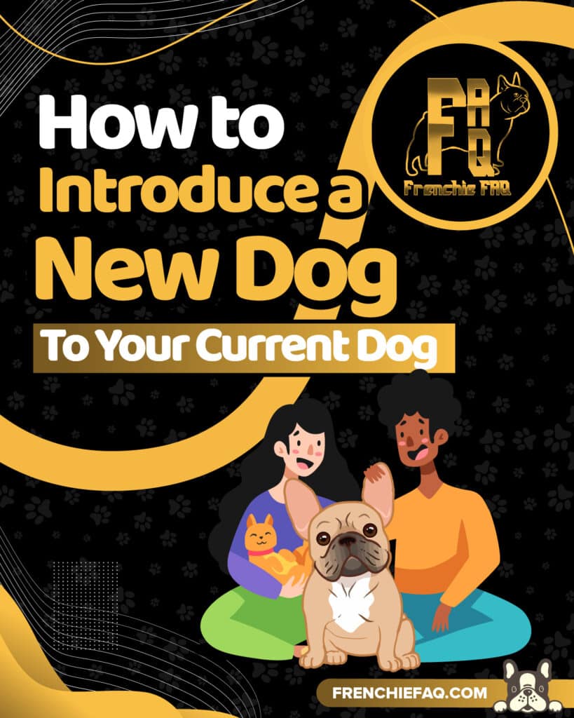 7 Tips to Introduce Your Current Dog to a New Dog