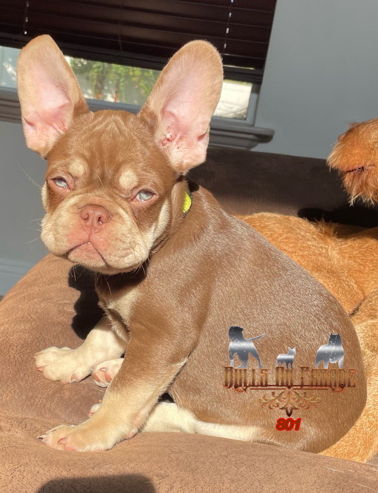 rojo testable chocolate french bulldog. This is a double chocolate French Bulldog. New shade rojo frenchie. Isabella chocolate