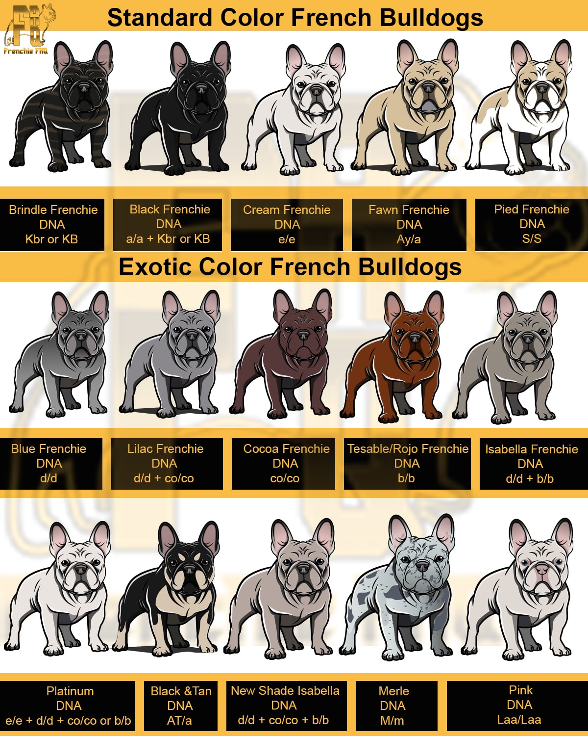 French Bulldog colors chart standard colors and rare colors for all French Bulldogs
