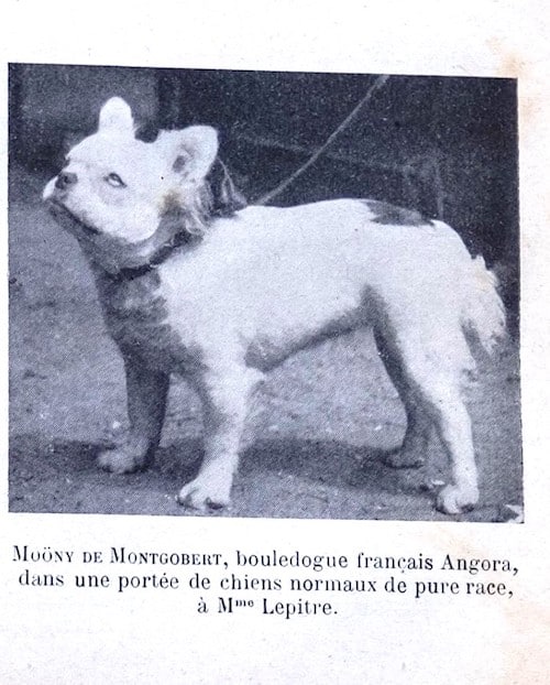 Angora French Bulldog