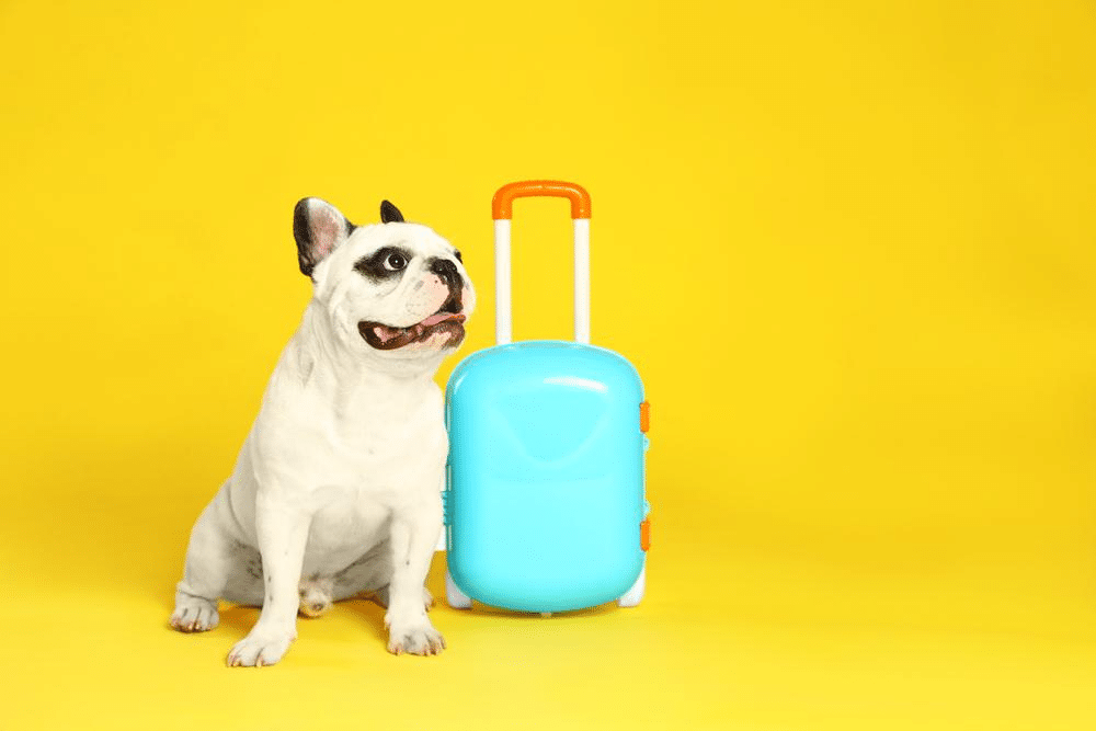 Traveling with Dogs: Cost & Tips for Safety and Security