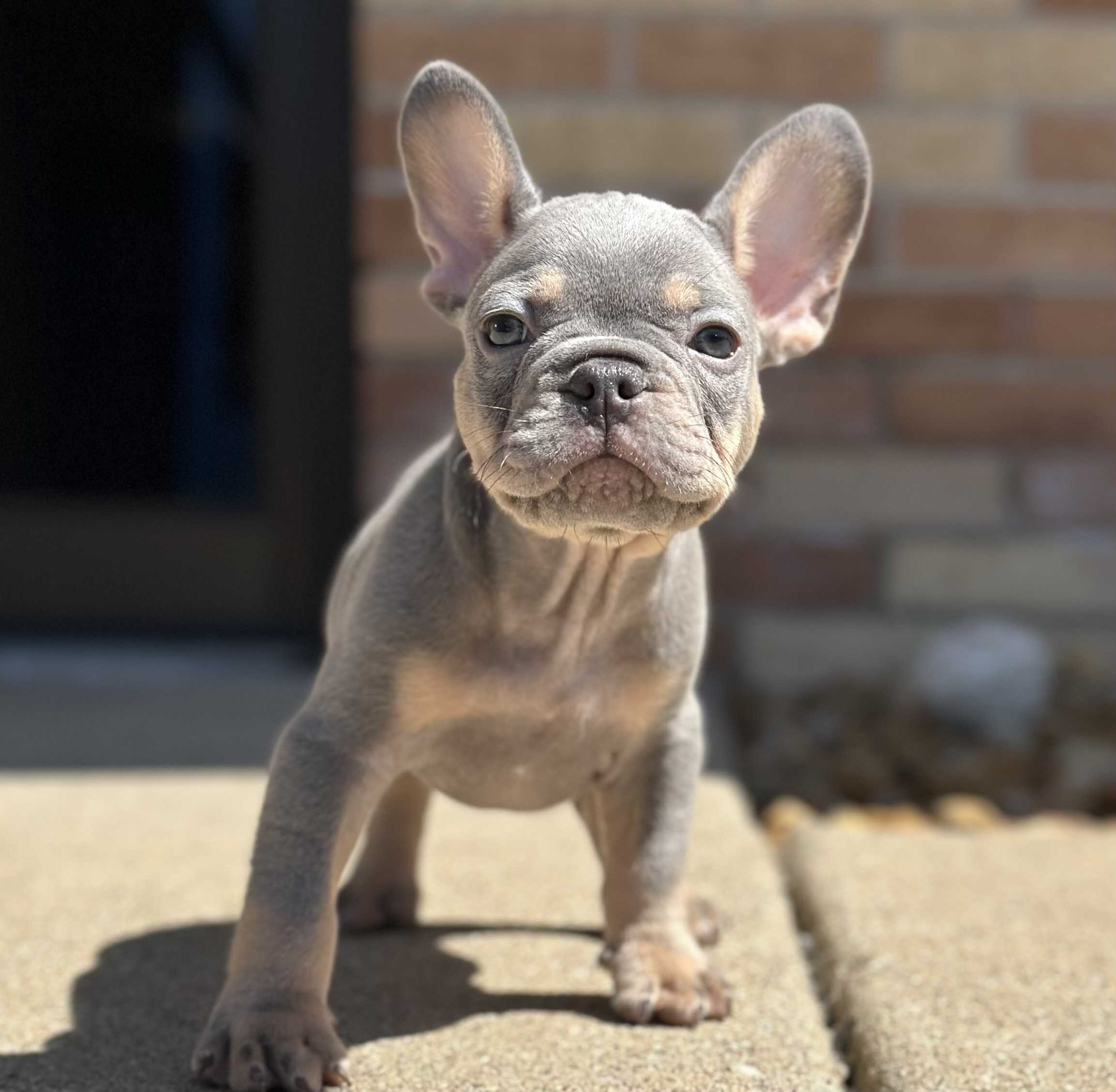 lilac french bulldog puppy for sale