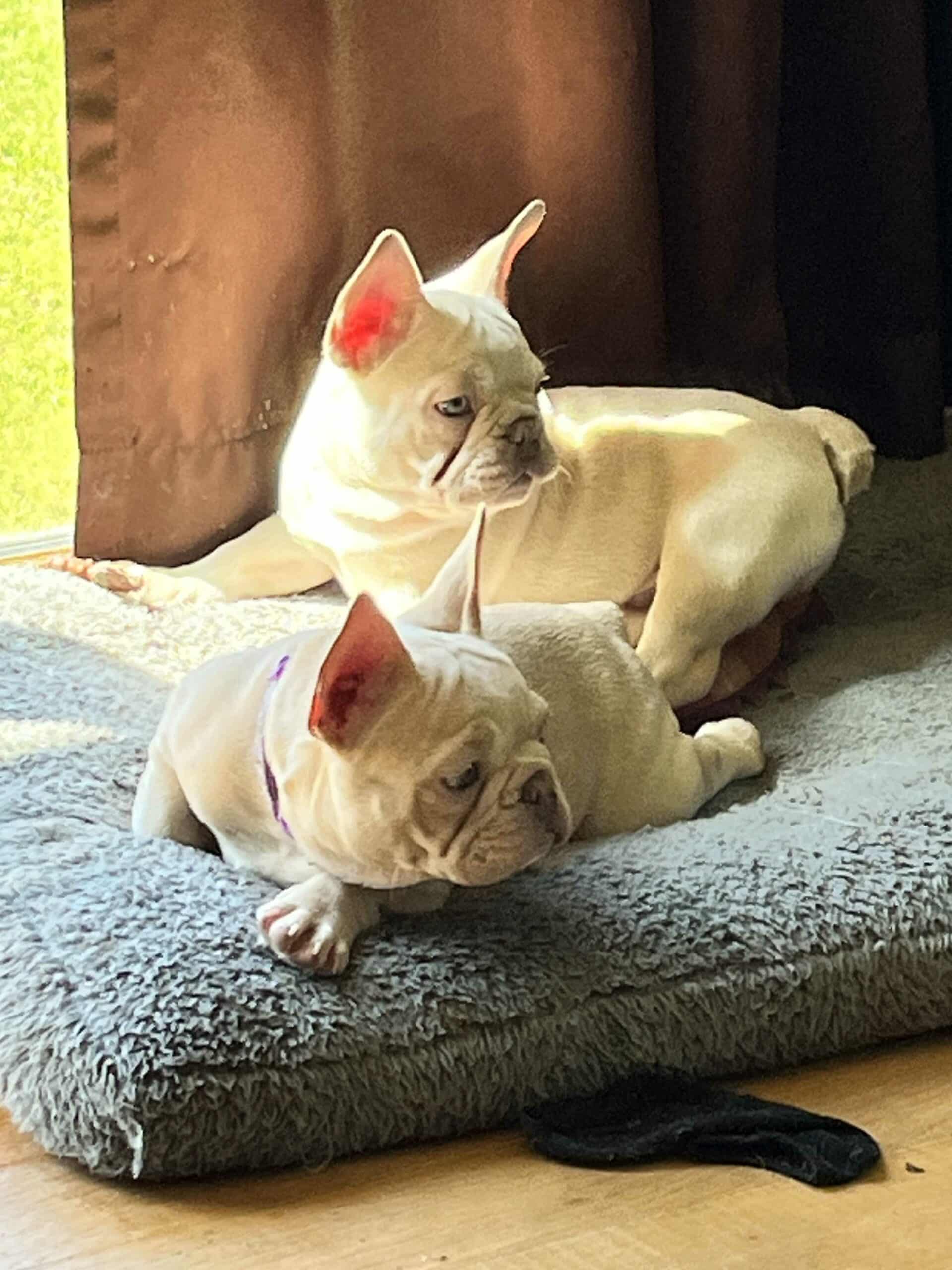 Platinum french bulldogs for sale