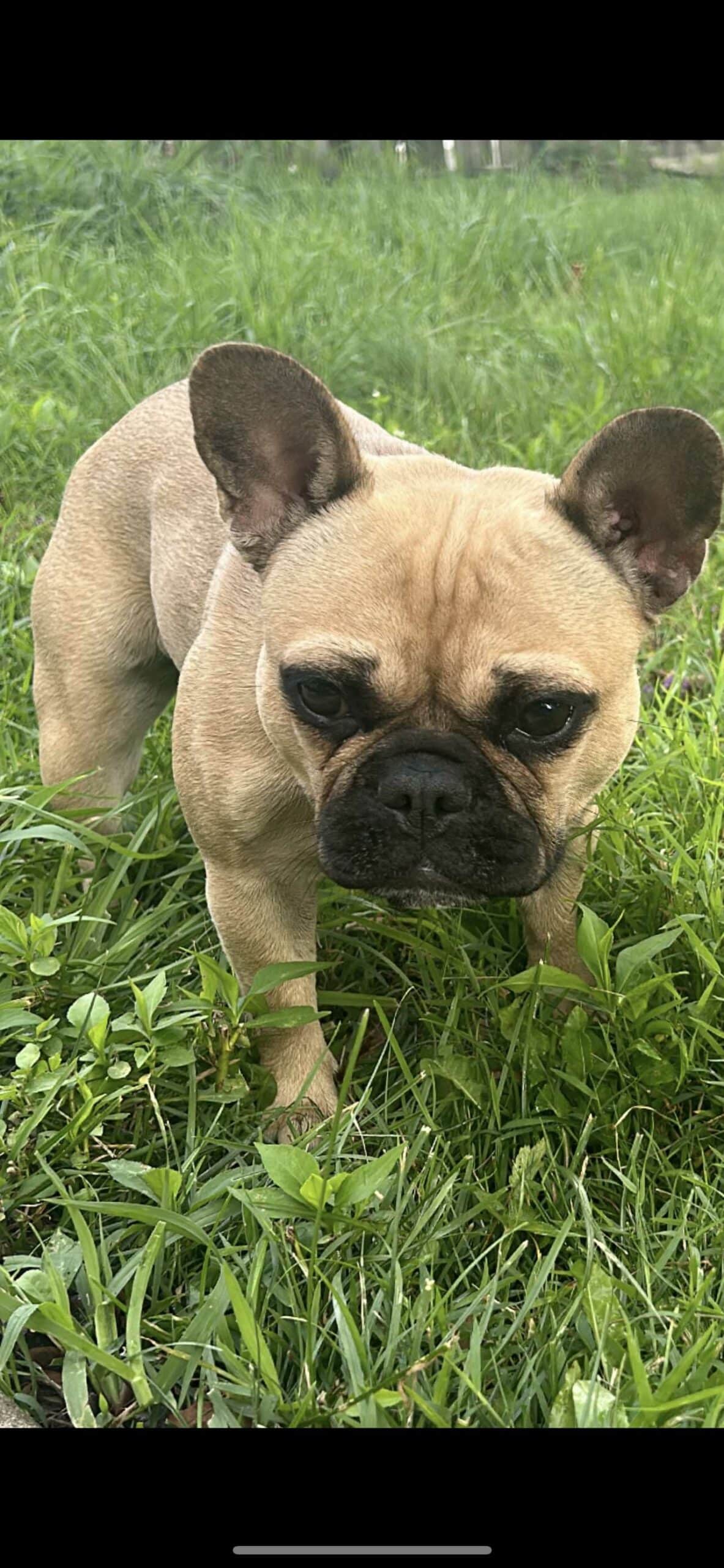 fawn french bulldog for sale
