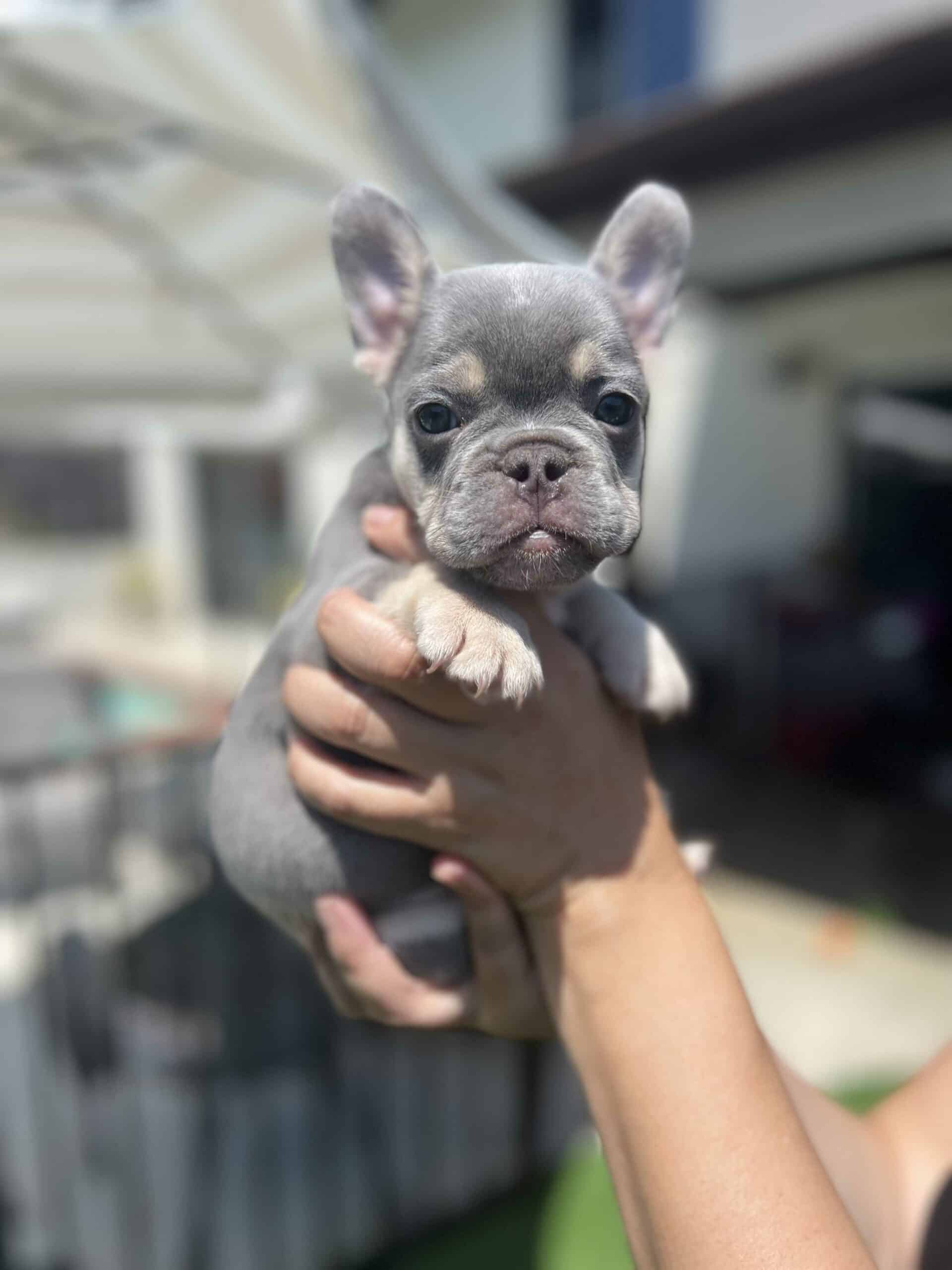 Lilac french bulldog for sale
