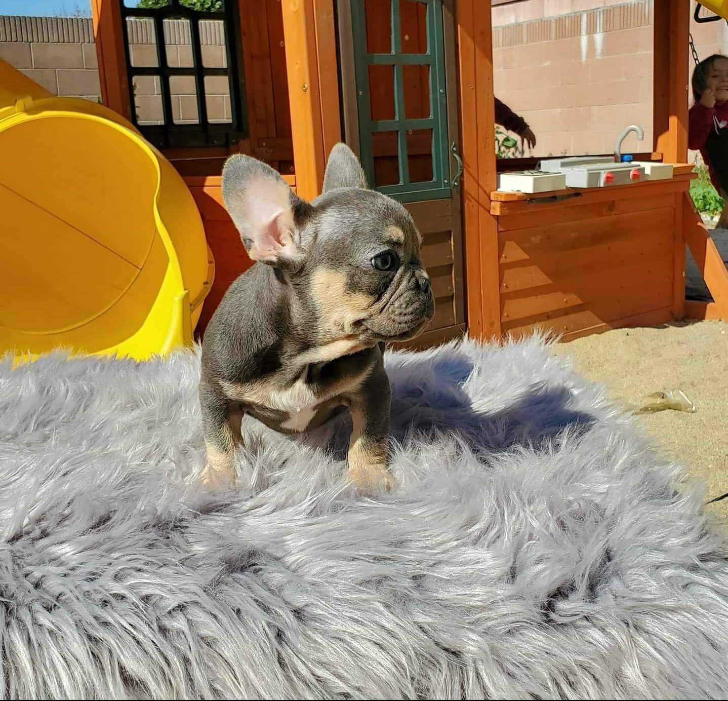 isabella french bulldog for sale