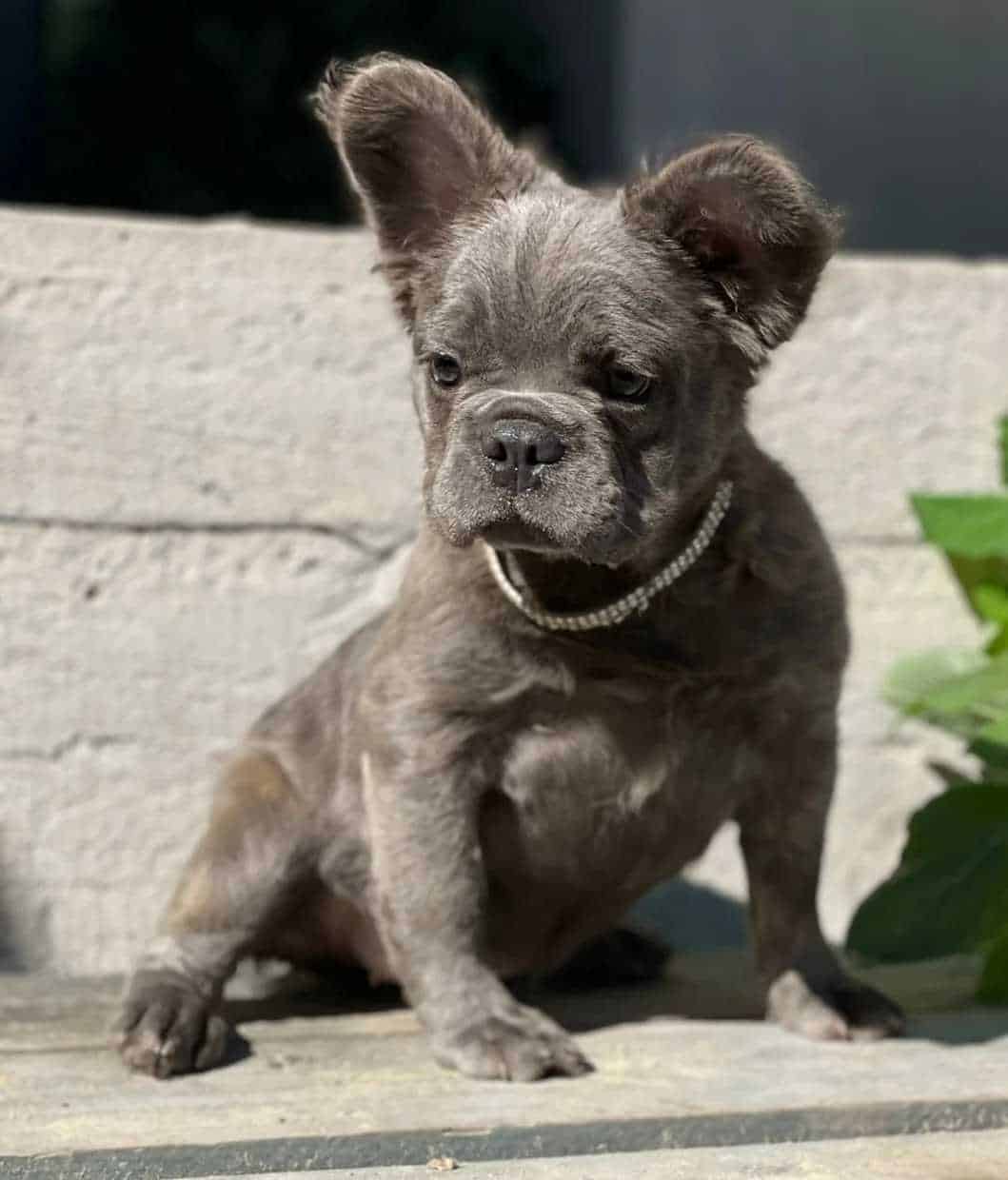 Blue fluffy french bulldog puppy for sale