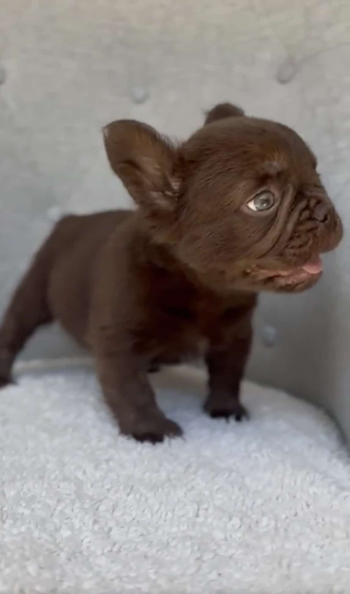 Chocolate fluffy french bulldog for sale