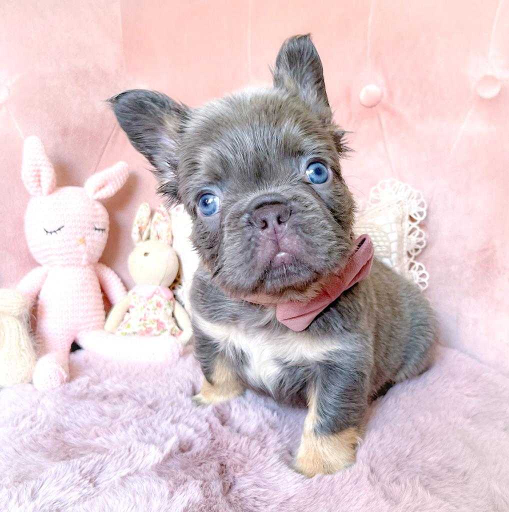 lilac fluffy frenchie for sale