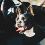 Buckle Up Buttercup: The French Bulldog Edition