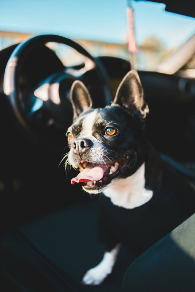 Buckle Up Buttercup: The French Bulldog Edition