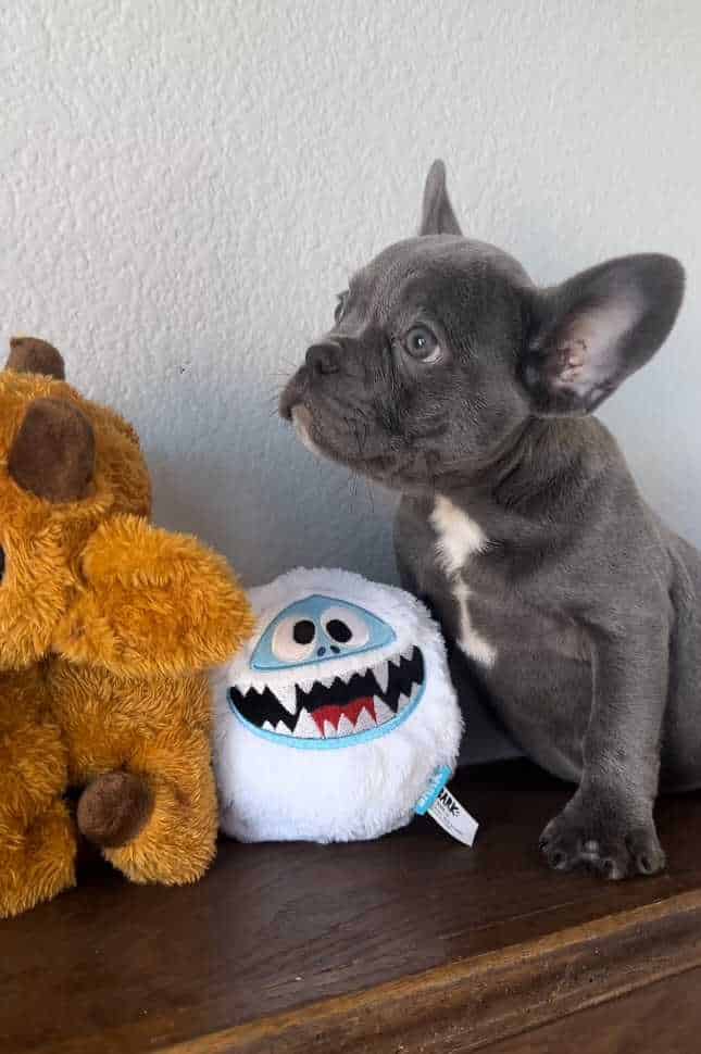 Blue French Bulldog for sale